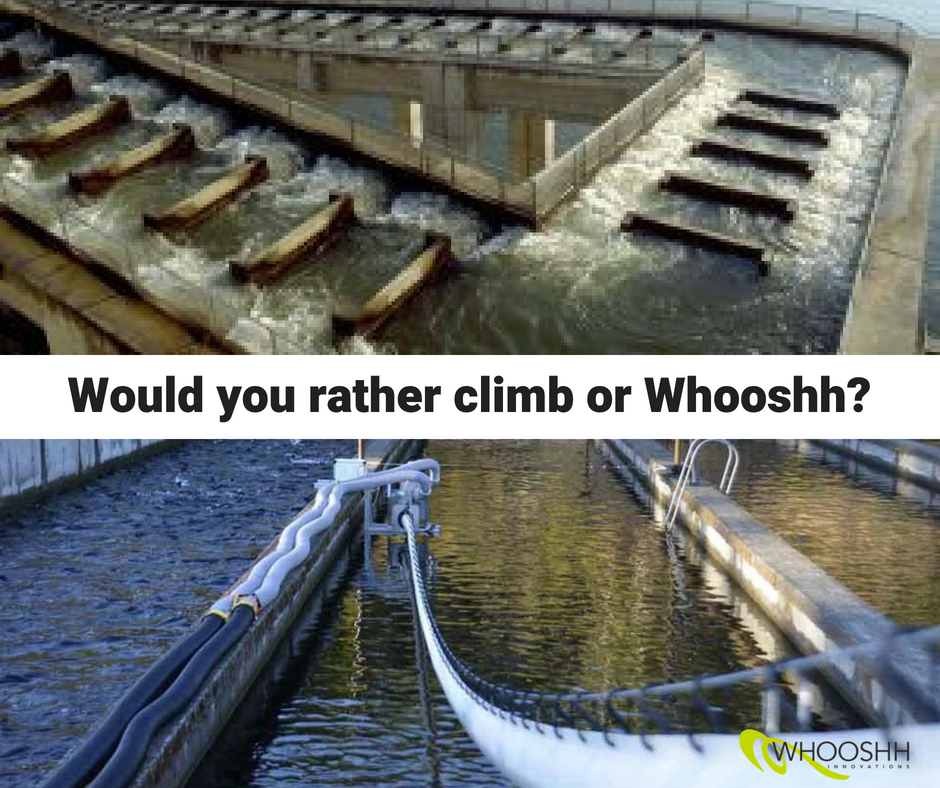 JustWhooshh's tweet photo. Did you know the #Whooshh Fish Transport System costs approximately 80% less than #fishladders? Stop by stand 71 at #HYDRO2018 to learn more - or contact us: https://t.co/WlrofPAGl2. #fishpassage #cleantech https://t.co/41i0QZDcBT