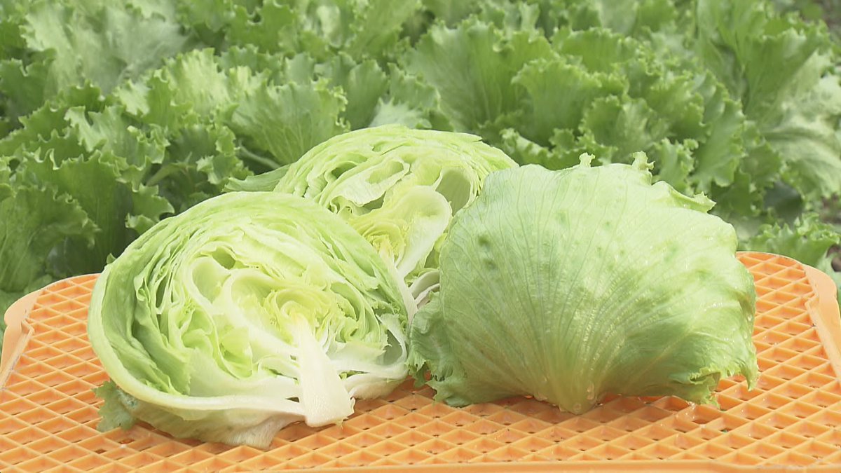 レタス栽培 Twitter Search