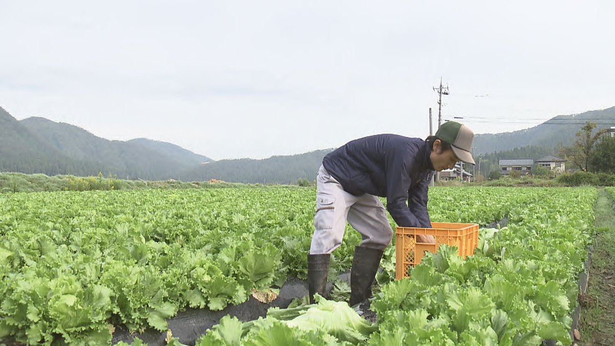 レタス栽培 Twitter Search