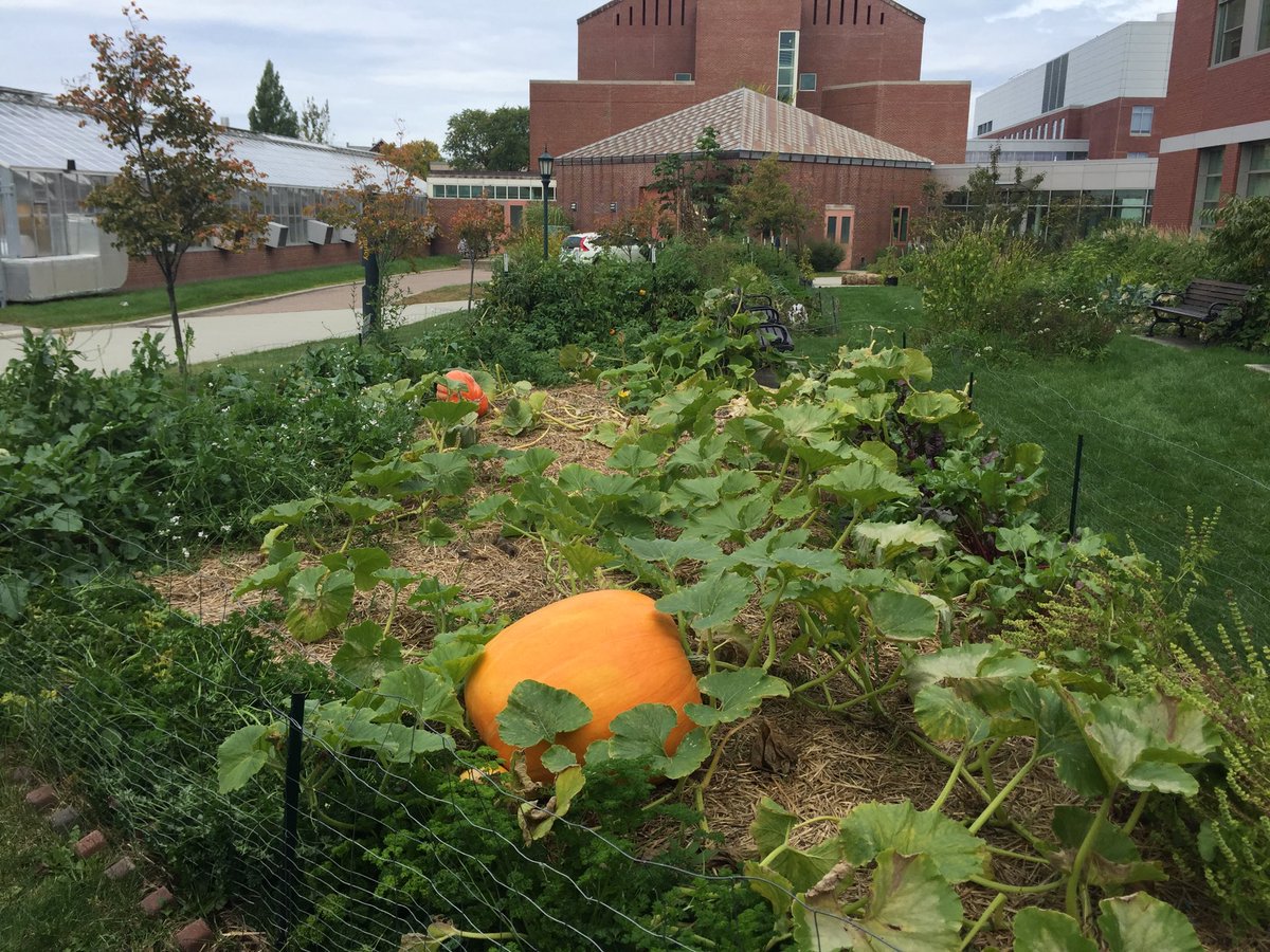 DavidRosowsky's tweet photo. Spotted on campus: one really, really large pumpkin.
#BooVM 🎃 https://t.co/yoVcMejvtm