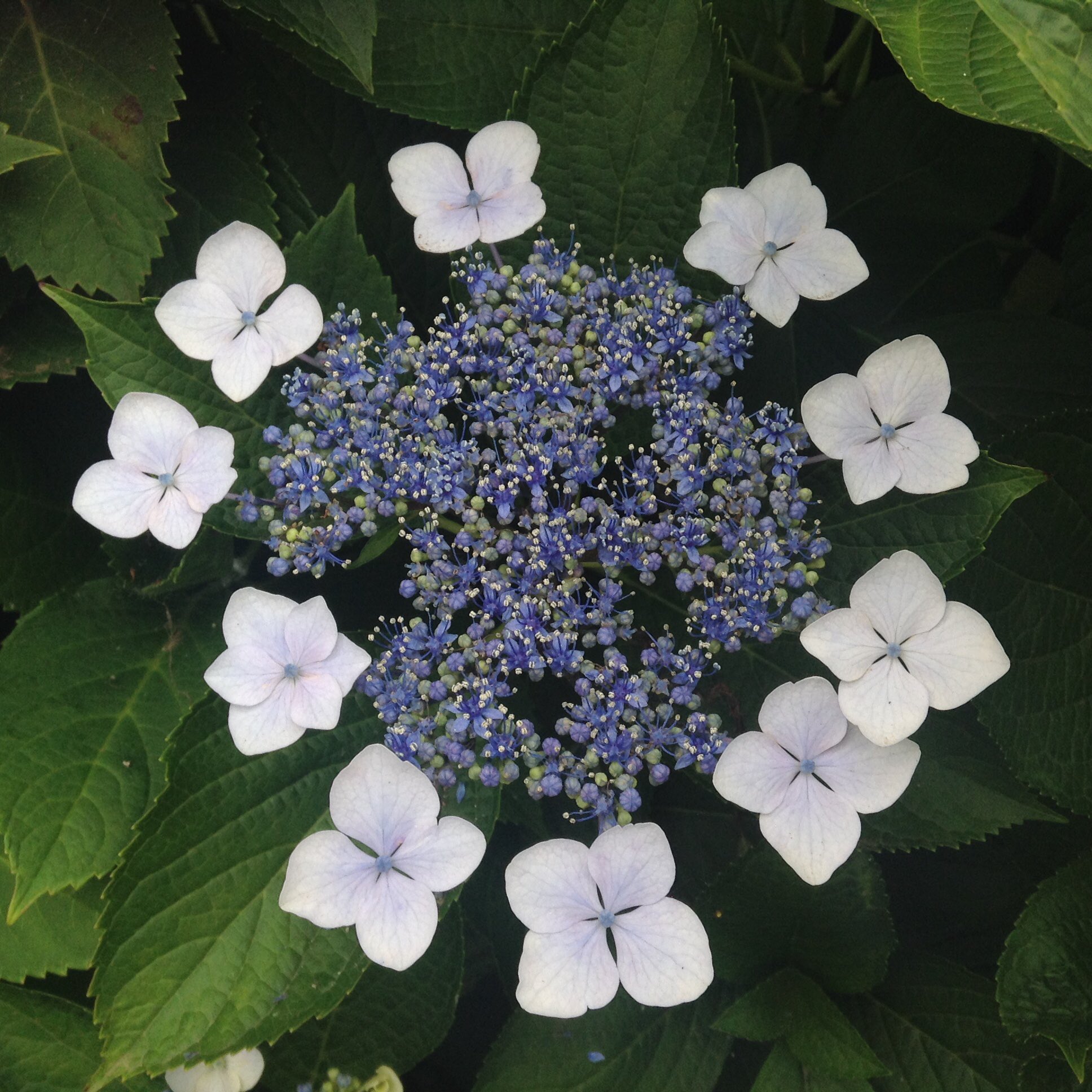 貴城 紫陽花は 日本が原産の植物 日本に自生するガクアジサイ 左 が世界に広まり 品種改良 を経て逆輸入されたのがよく見る手毬咲のセイヨウアジサイです 我が家の紫陽花も手毬咲 これは近所で撮影したもの T Co H9k1easkib Twitter