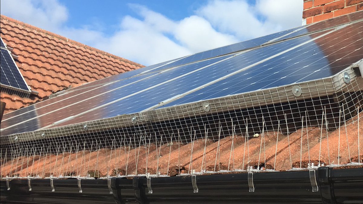 ThePestPeople's tweet photo. Problems with pigeons under your solar panels in Nottingham or Derby? Give us a call or send us a message for a free no obligation quote. https://t.co/X247wS7xt9