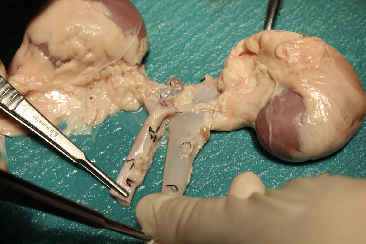 CursoTxThiel's tweet photo. #TxThiel 2014 edition; bench surgery done for "in block" implantation. Lambs kidneys simulating "infantile model" https://t.co/CCmzbCHIO2