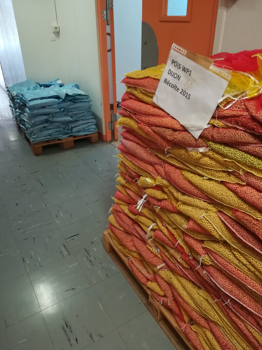 PeaMUST's tweet photo. Le poi(d)s des récoltes &amp; collections de #PeaMUST #pois https://t.co/vWLkI7cfKJ