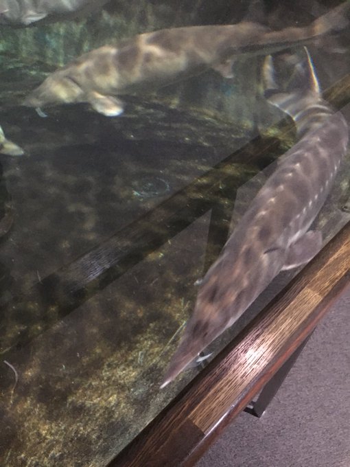 チョウザメのtwitterイラスト検索結果 古い順