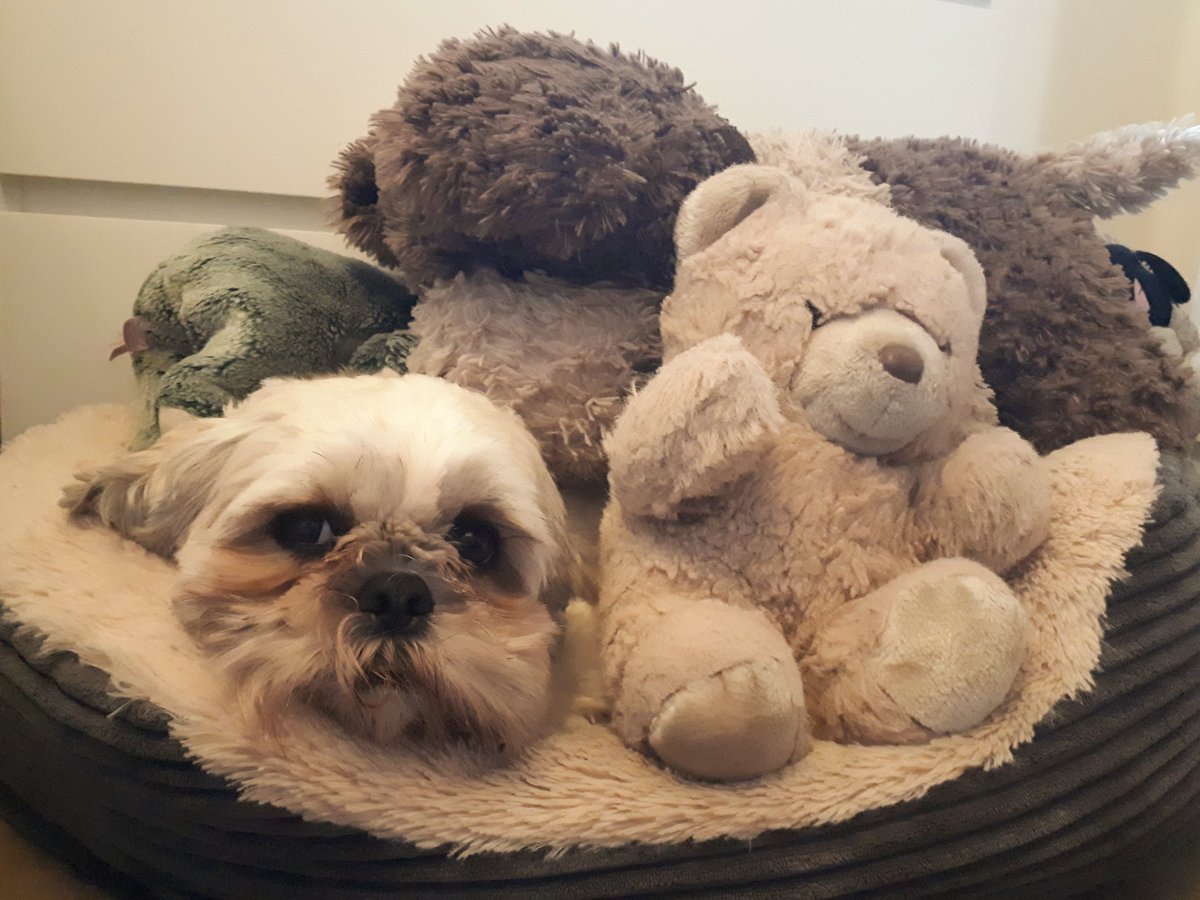 Can you spot the non-stuffed dog?