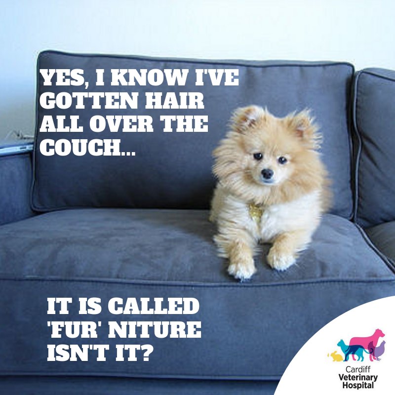 Cardiff Veterinary Hospital (@CardiffVet) / Twitter Cardiff Veterinary Hospital (@CardiffVet) / Twitter