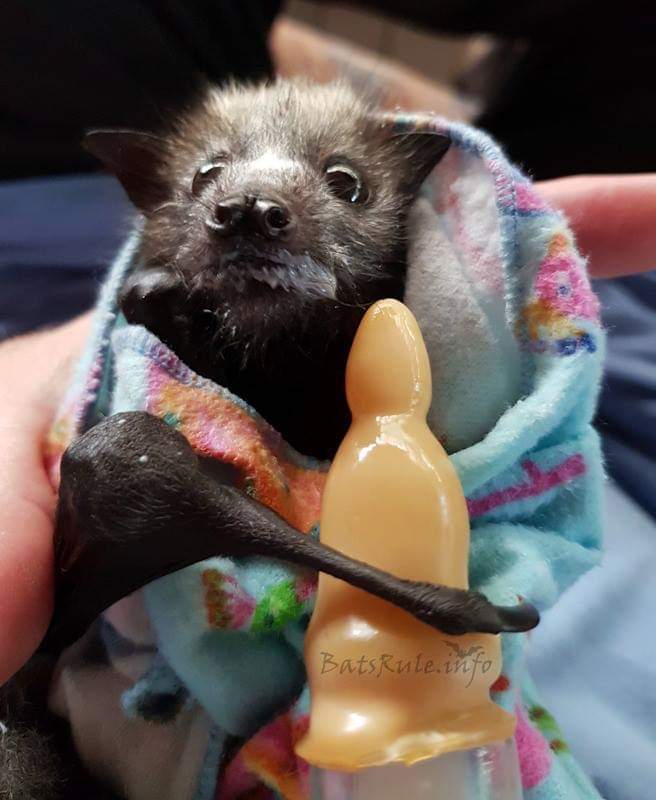 Bats_Rule's tweet photo. Thanks ❤️ to all who are digging deep into my timeline/previous posts.
.
^..^ #batsrule #bat #megabat #flyingfox #fruitbat #foxbat #fledermaus #babybat #orphanbat ^..^ https://t.co/8lh9Pp24FN
