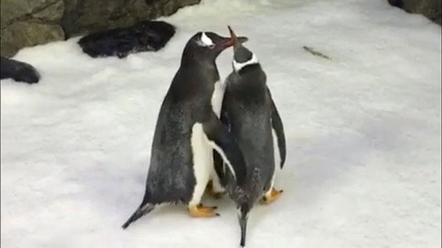 海外 オス同士のペンギンがあまりにも仲睦まじいので飼育員が卵を与えてみたところ抱卵し始めた 的な記事に対するtlの反応 Togetter 海外 オス同士のペンギンがあまりにも仲睦まじいので飼育員が卵を与えてみたところ抱卵し始めた 的な記事に対するtlの反応 Togetter