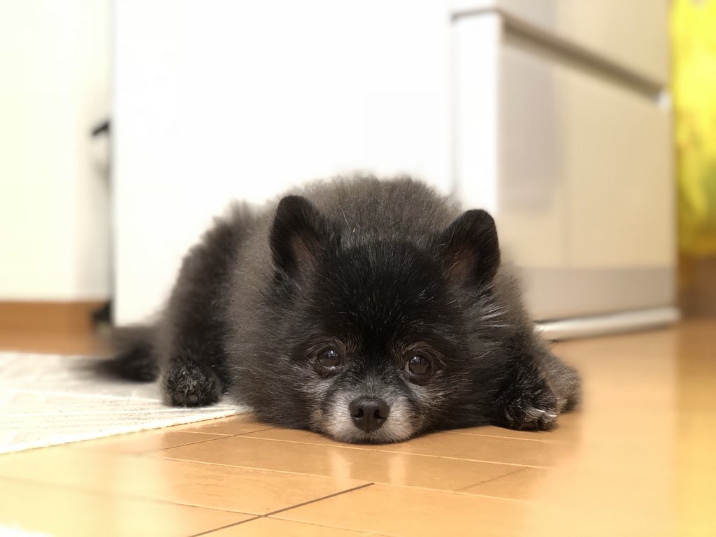 ポメラニアン くま V Twitter 今日も現れました いじけ虫 ご飯は17時ですよ まだですよ