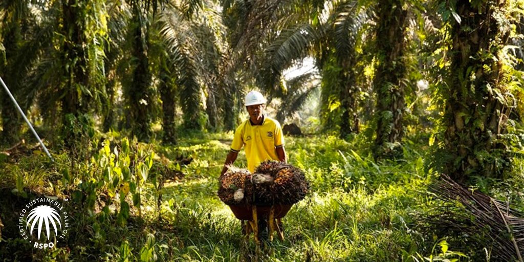 SafeNGreen's tweet image. RT @RSPOtweets: #WorldFoodDay 
Smallholders need to adopt new, #sustainable farming methods to increase productivity and income. Find out more about our new Smallholder Standard bit.ly/PandCSmallhold…