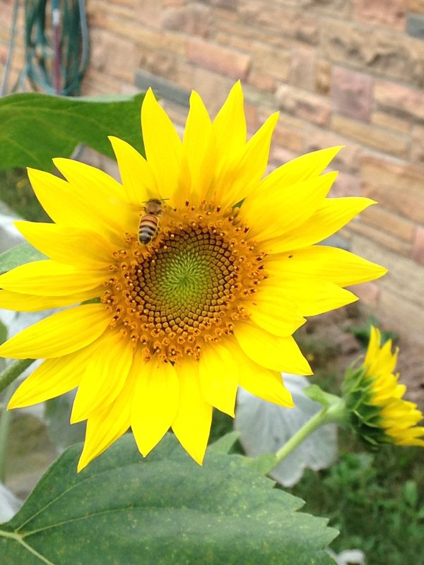 #CarbonCharter members <a href="/RingAssociates/">Ring Associates Ltd</a> manage their courtyard to be pollinator friendly - We like bees @beeanglia – Check out their website ringassociates.co.uk to find out more / Norfolk &amp; Suffolk #SMEUK ’s can reduce their #CarbonFootprint: