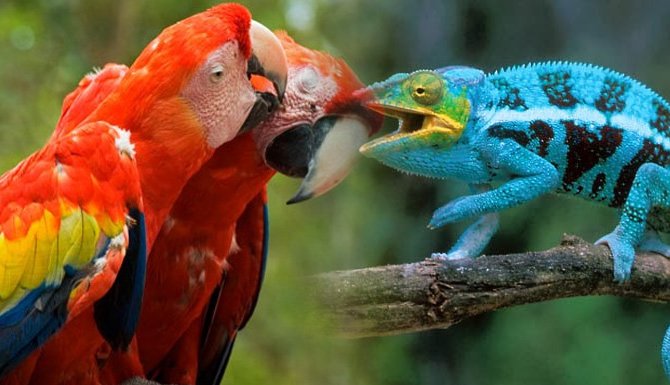 Zarpazo6's tweet photo. Son monísimos los animales exóticos 😍 https://t.co/iB0AgFxwzZ