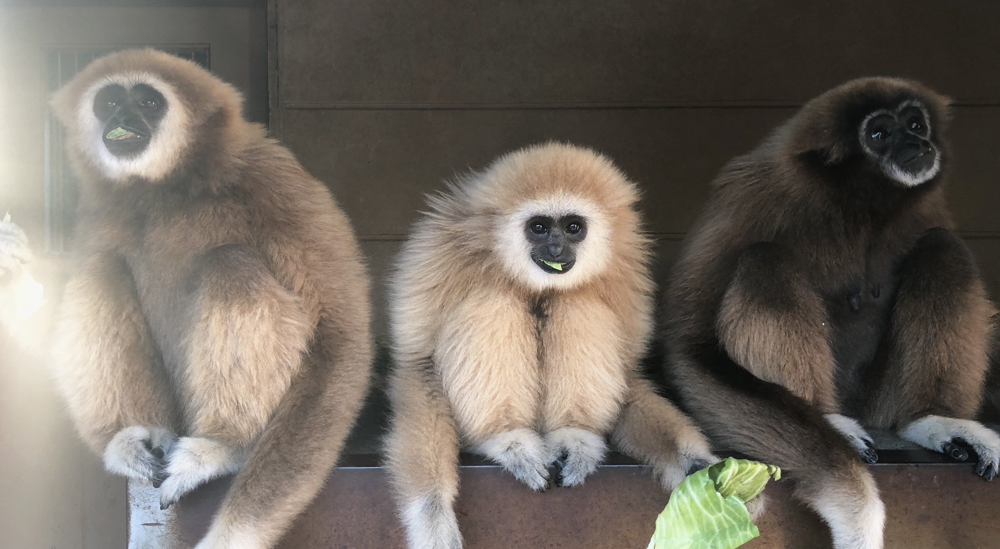 日本モンキーセンター 公式 シロテテナガザルは手足の先と顔周りの毛が白いことは共通していますが それ以外の体の色は個体によって様々です 写真の3頭も親子ですが 色が違いますよね なんかいい感じに並んだ状態で撮れたのでモノクロに加工してみ