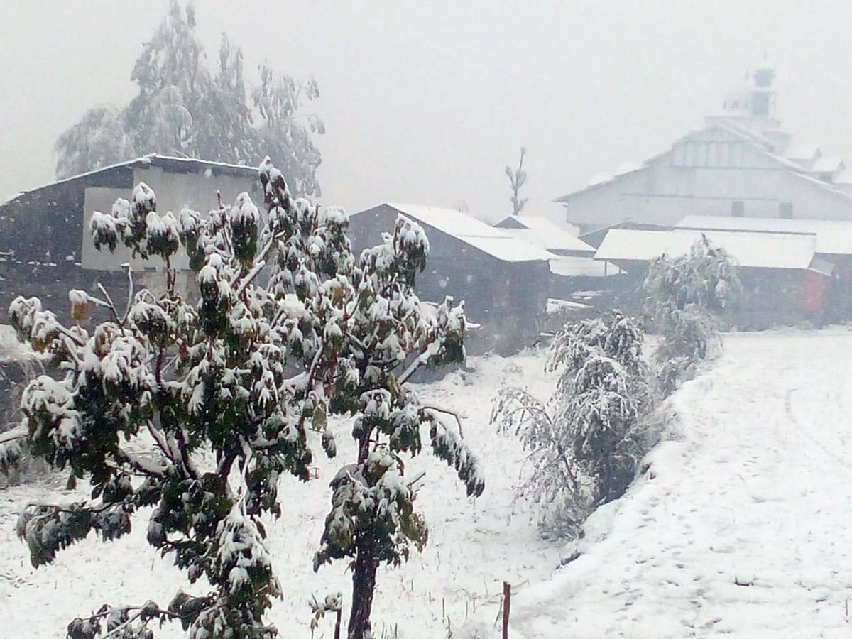 MughalAmiruddin's tweet photo. Early #Snowfall in Neelum Valley and other part of #Pakistan administered #Jammu #Kashmir
Duo to #EarlySnowfall falling #tree damaged #maize crops and #fruits
#Winter #cold #NeelumValley #Rain https://t.co/vDpjIZoOwM