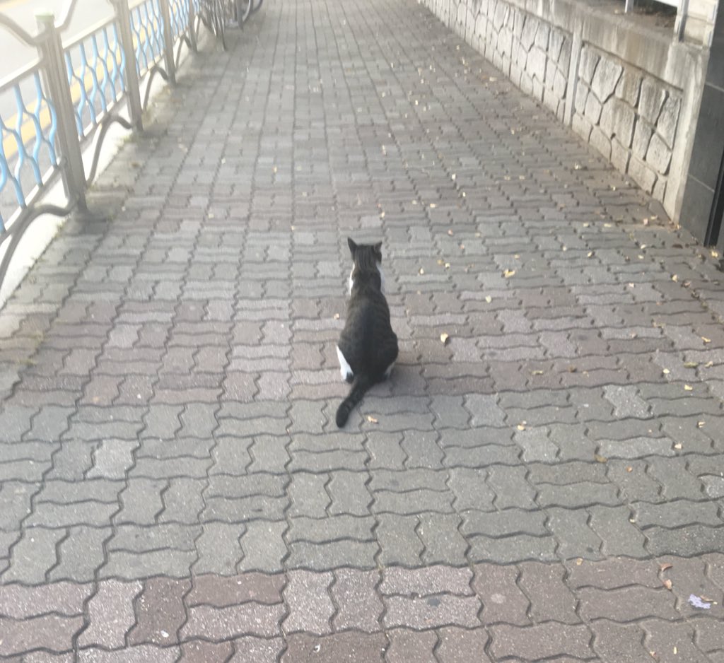 울동네 관종고영(학생들이 관종이라 부르고잇었음) 진짜 별명답게 길 한가운데 절케 앉아가지고 사람 오는거 보고잇었다 귀여워