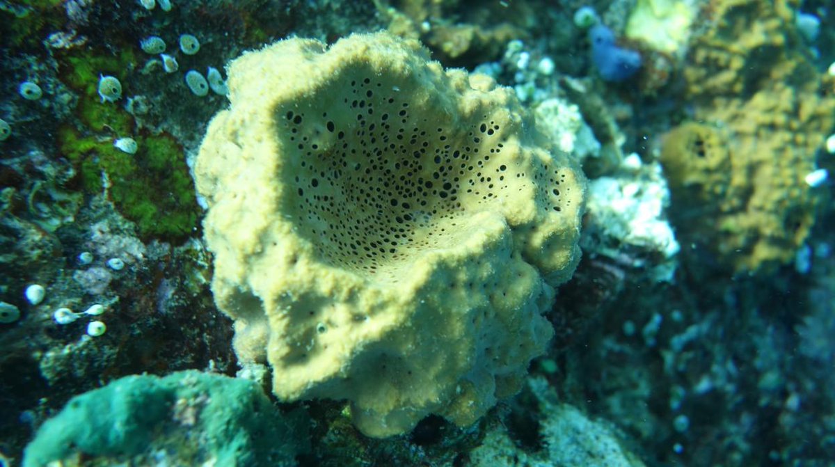 ¿Es este el animal más antiguo de la Tierra? goo.gl/uMHmpp