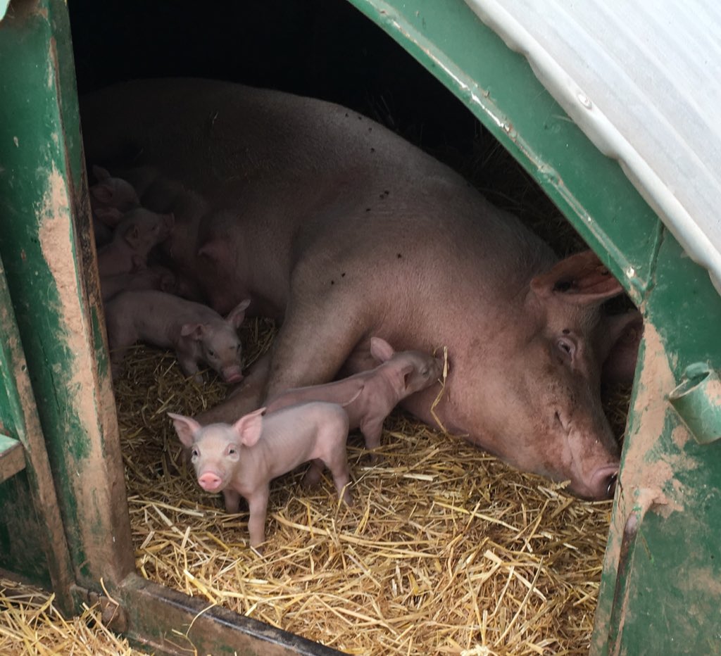 q_guildbutchers's tweet photo. Q members had a great visit to @PackingtonFR last week to view their wonderful pig farm system. Thanks for your time Rob - such a great set up. 
@GrasmereFarm Frank Parker Butchers @WalterSmithFF @ButchersWright #membersperks https://t.co/EHwVrjmcpN
