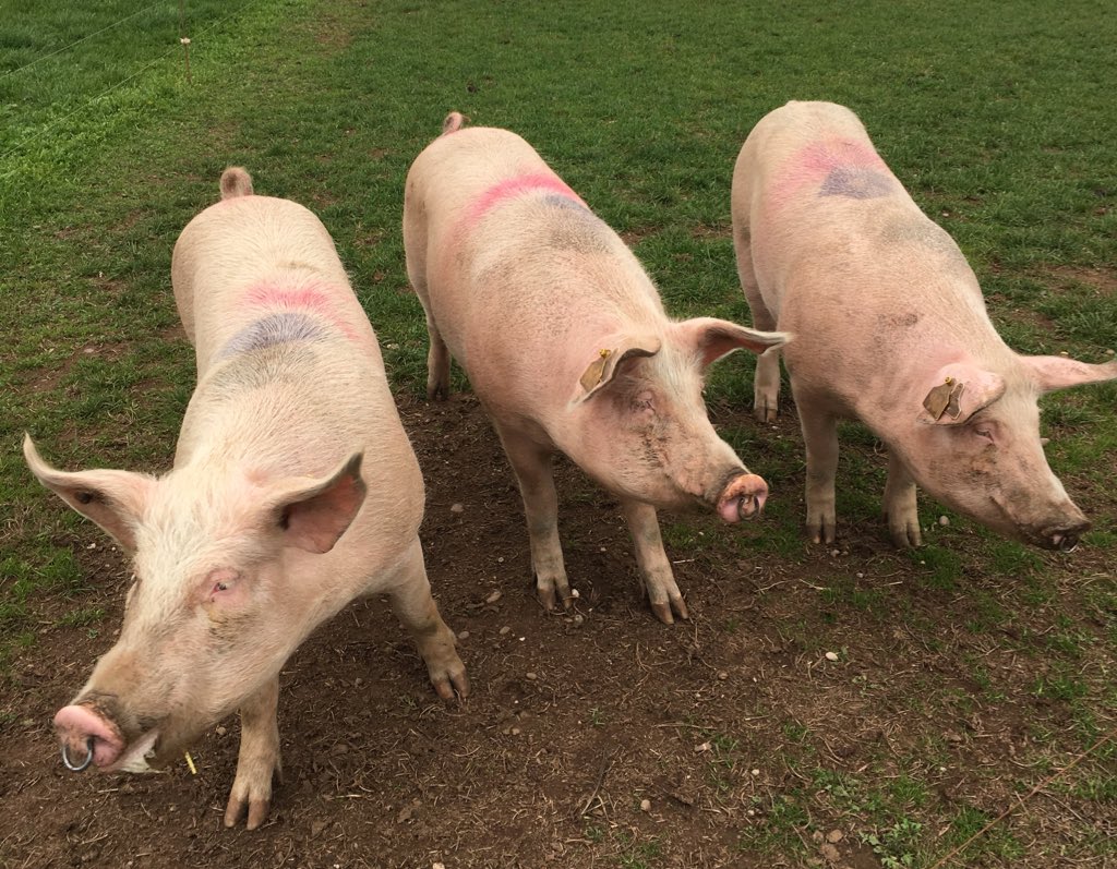 q_guildbutchers's tweet photo. Q members had a great visit to @PackingtonFR last week to view their wonderful pig farm system. Thanks for your time Rob - such a great set up. 
@GrasmereFarm Frank Parker Butchers @WalterSmithFF @ButchersWright #membersperks https://t.co/EHwVrjmcpN
