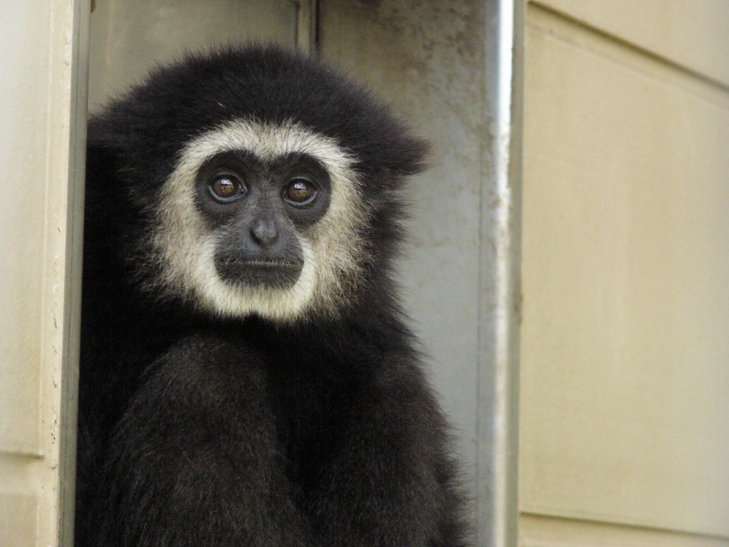 日本モンキーセンター 公式 現在モンキーセンターにはいませんが 体毛が黒いシロテテナガザルもいます 個人的にはこの色が1番好きです 石田 シロテテナガザル