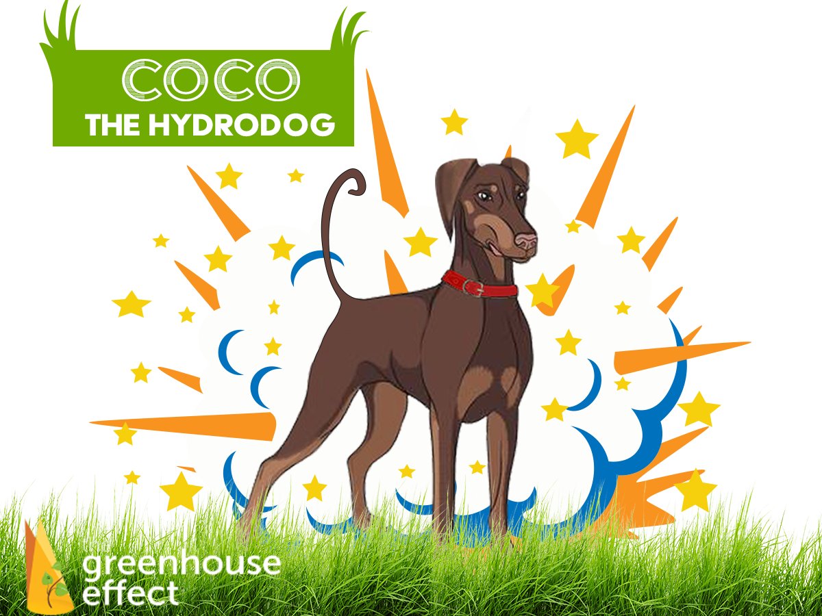 GHEdirect's tweet photo. Introducing 🥥 Coco the Hydrodog, watch out for her handy tips and info. 💫 
.
.
.
#COCOthehydrodog #stardog #qualityadvice #qualityproducts #hydroproducts #ghdirect #hydroponics #mastergrower https://t.co/6VWTpbwMwS