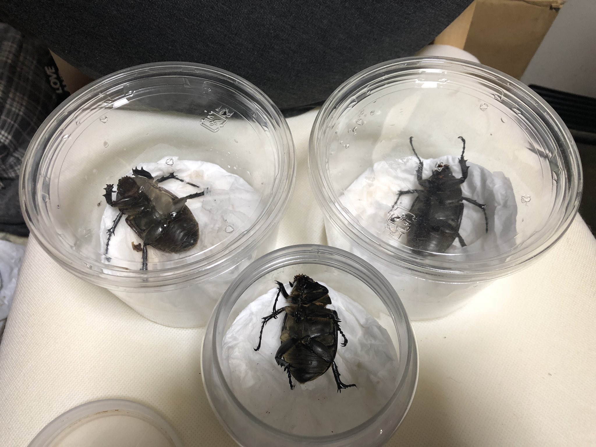 Team 新幹部あき 昆虫 アロワナ アヌビスゾウカブト メスが続々と羽化 死んでるみたいやけどこうやって転がって体が固まるのを待っています かわいい 笑 あとサナギが1匹 幼虫が8匹 羽化不全のオスが1匹 カブトムシ 昆虫 T Co