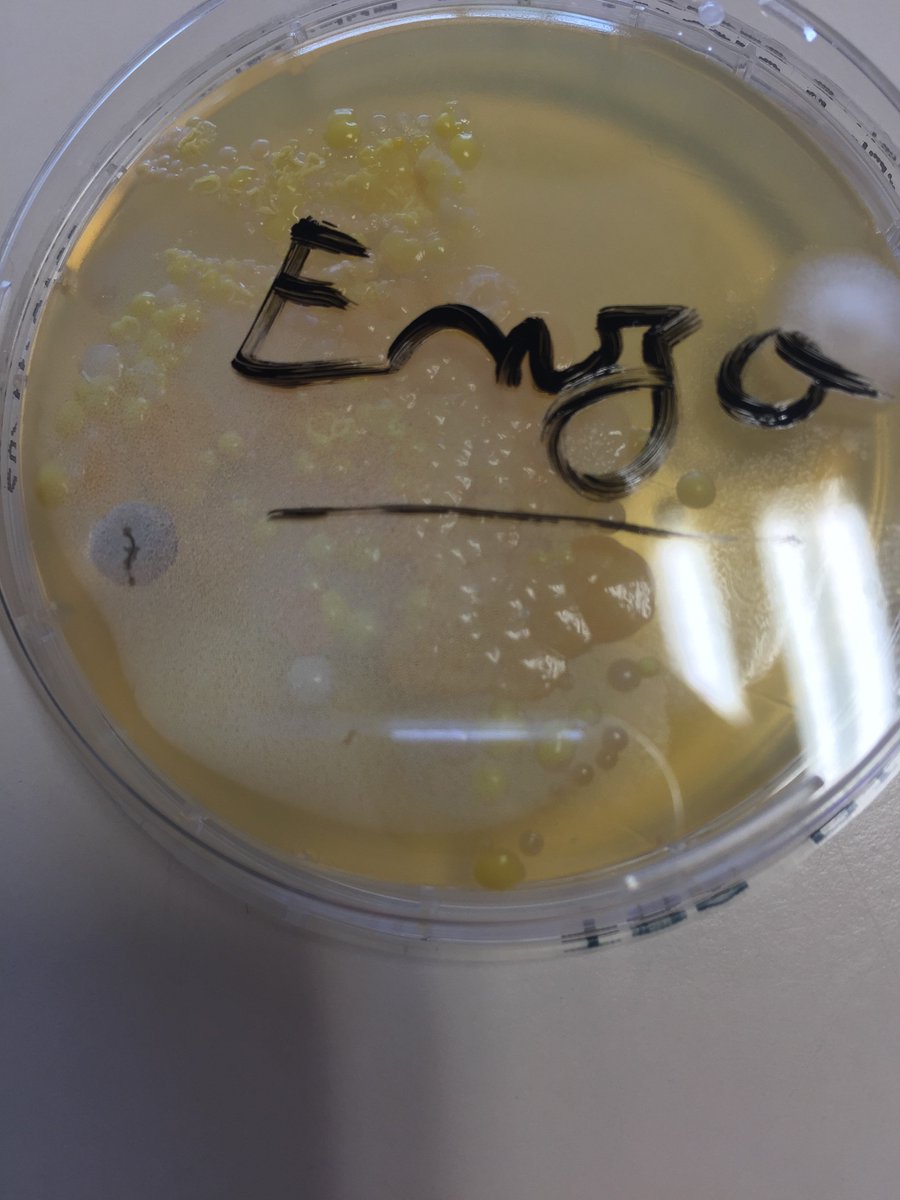 LyceeVDS's tweet photo. Mercredi dernier, les élèves du club Sciences ont fait la découverte de roches précieuses 👌 Il ont cultivé les bactéries et champignons présents sur leurs doigts et ont expérimenté un fluide non newtonien afin d'étudier la consistance qu'il pouvait avoir en le mélangeant 😉 https://t.co/auP8pdqK1P