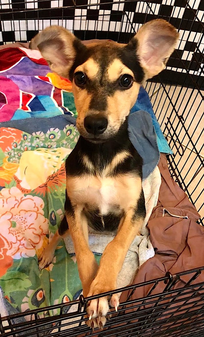 TriCounty Humane tweet media