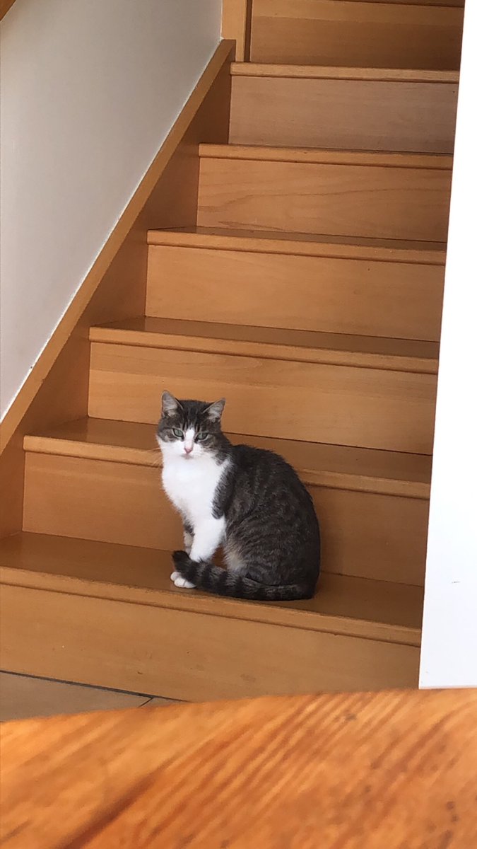Mistigris Le Chat Gris Mistigrislechat Twitter Mistigris Le Chat Gris Mistigrislechat Twitter
