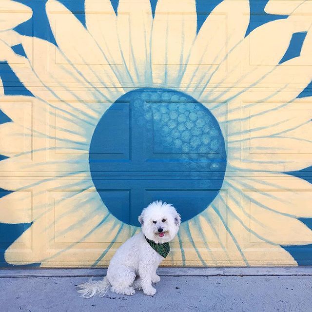 watsonandwalls's tweet photo. Kiss me, I’m a sunflower! 😘🌻 #pupsonplants #sunflowerpower
.
.
.
.
.
#sunflower #yellowflower #flowerpower #weeklyfluff #fluffydog #bichon #denver #rinoartdistrict #doodlelove #dailybarker #rspets #walltraveled #crushwalls #ihaveathingforwalls #woof… https://t.co/ouPCDKP935 https://t.co/z3Lp71BCTY