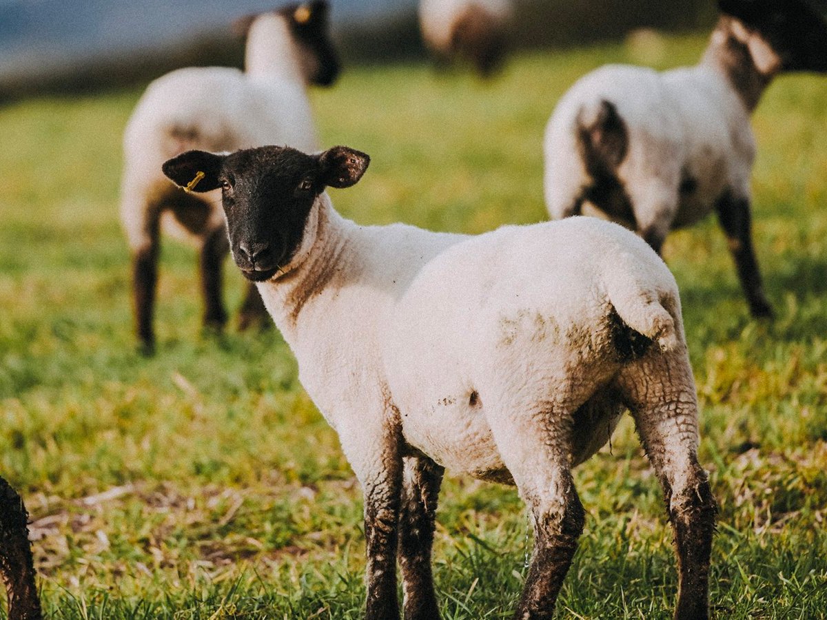 Pipers Farm (pipersfarm) Twitter