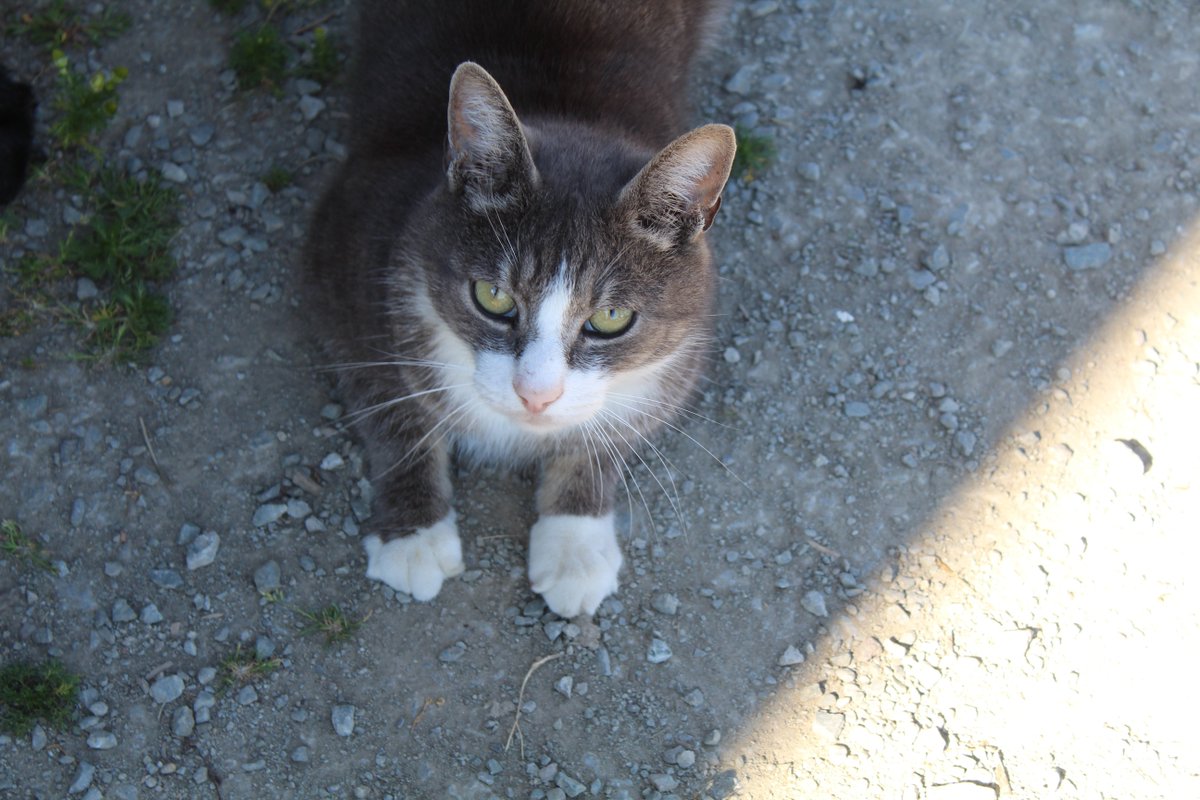 Guess what?! It’s Global Cat Day! We snapped this picture of a Farm-Kitty at #EverydayFlowers. 

#Farm #FarmCat #FarmKitty #Kitty #Cat #Crops #farming #farmers #Farmanimals #Farmanimal