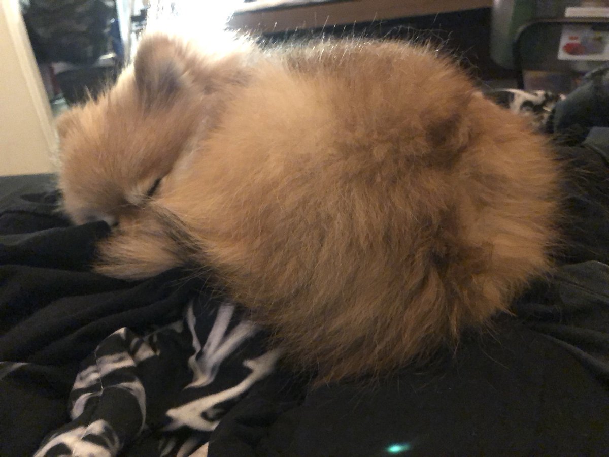 Why is a small fox asleep on my bed