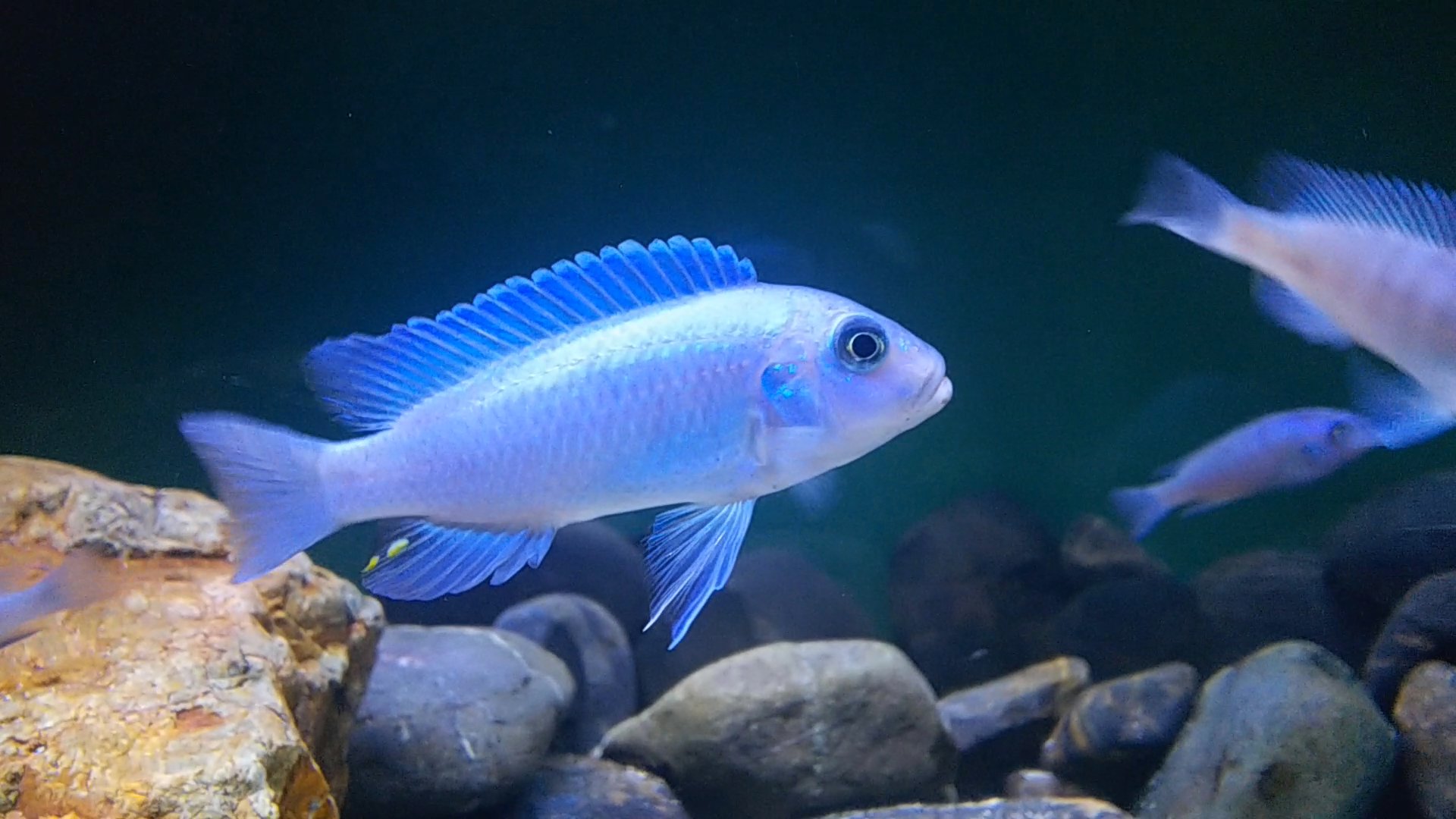 マート アクアリウム大図鑑 1 ブライトブルーシクリッド アフリカンシクリッド 2 アフリカンシクリッドの魅力は まるで海水魚のようなカラフルな体色です 白い砂との組み合わせも最高です T Co Yzvewv9zpm Twitter