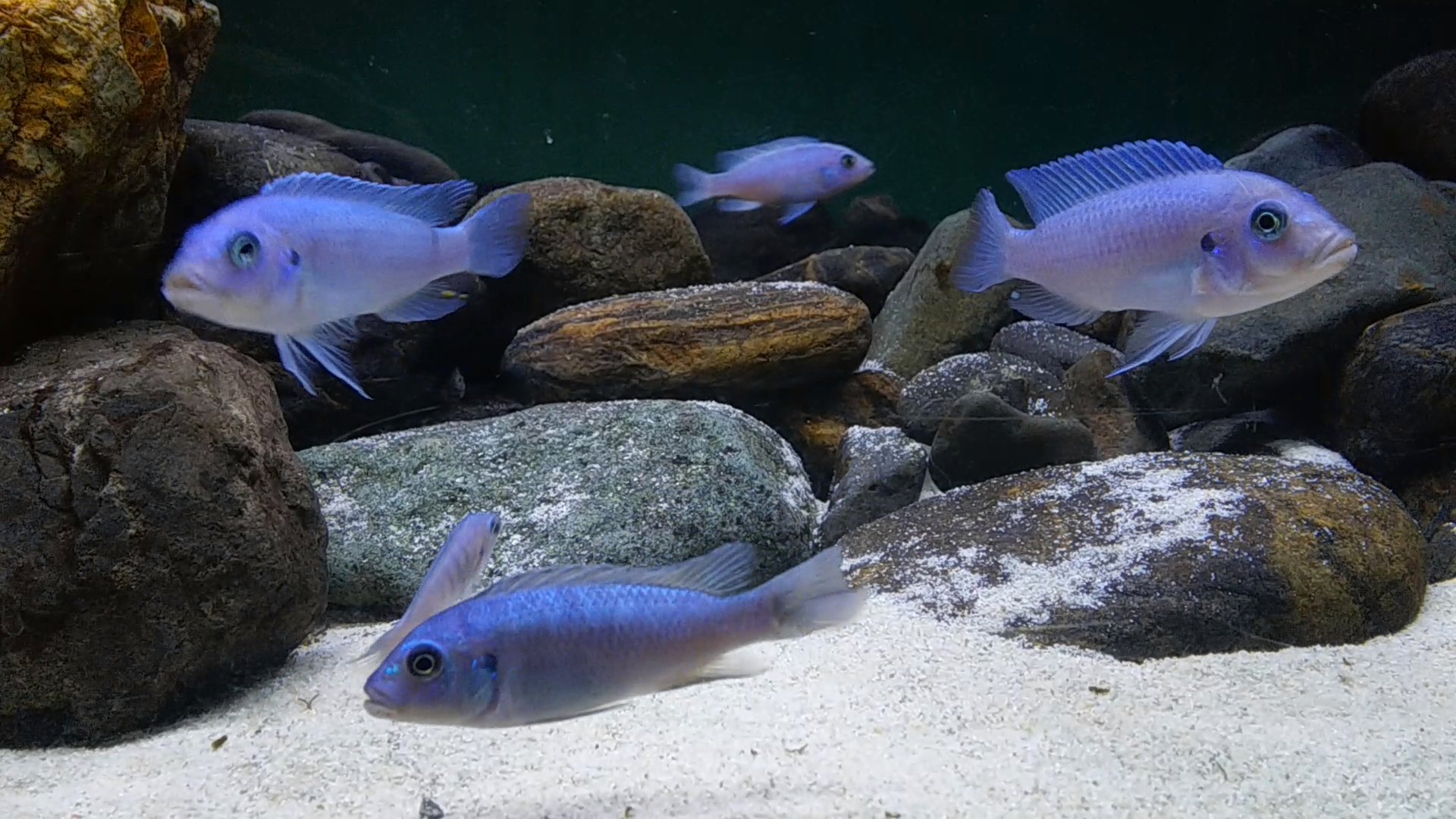 توییتر マート در توییتر アクアリウム大図鑑 1 ブライトブルーシクリッド アフリカンシクリッド 2 アフリカンシクリッドの魅力は まるで海水魚のようなカラフルな体色です 白い砂との組み合わせも最高です T Co Yzvewv9zpm