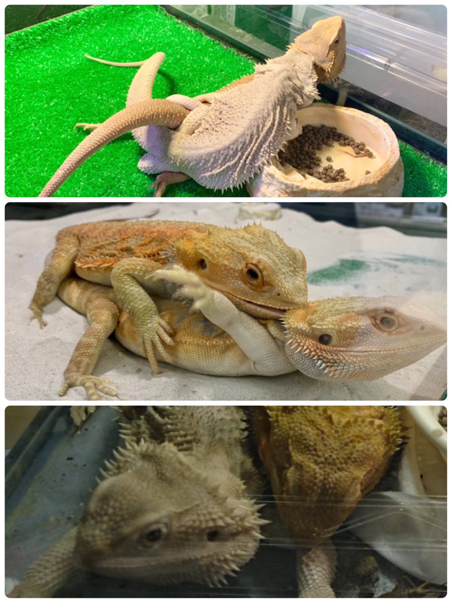 FieldJun's tweet image. 周りを含めて急にフトアゴが盛り上がる www

ワンチャン白いフトアゴだけの直売会実現あるかも？🤗

屋号はTEAM biancoだな😏

#フトアゴ
#ハイポゼロ
#witbits 
#フトアゴゼロ