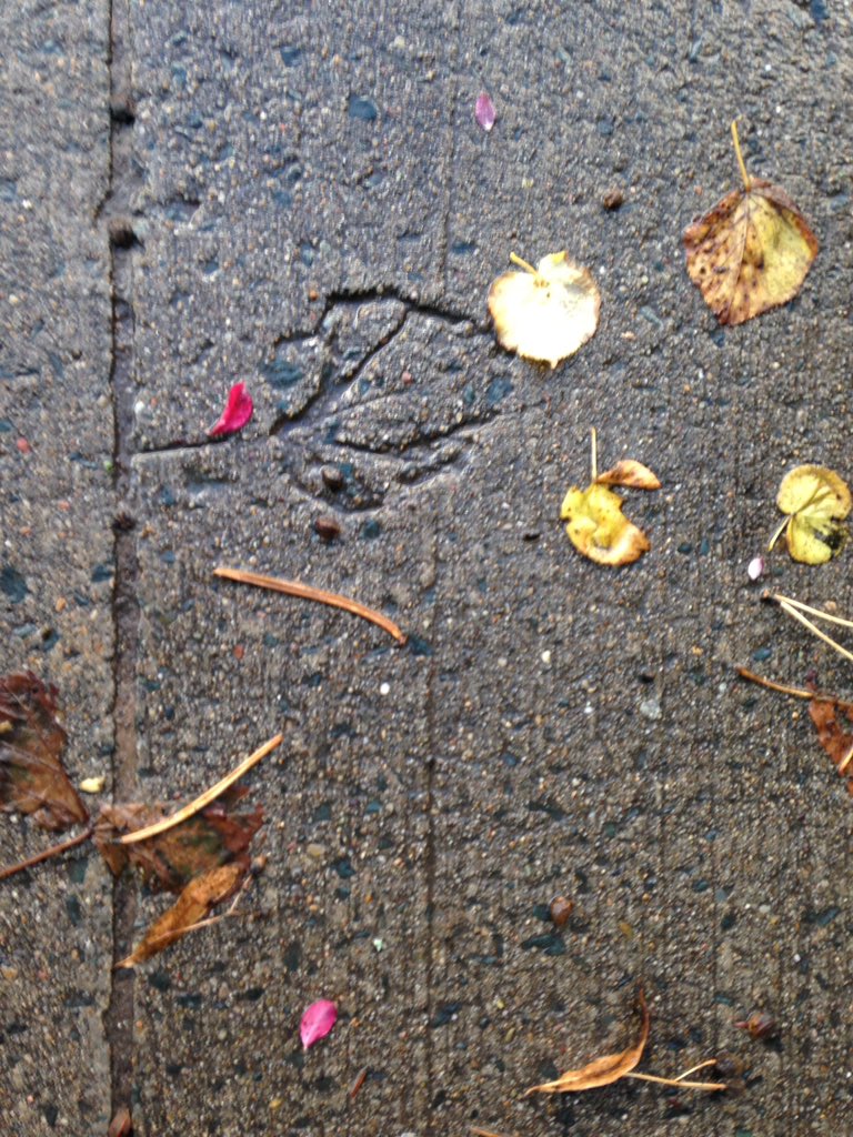 tim_fedak's tweet image. Feels and looks like fall - #urbanfossil #fallcolours #halifax #novascotia