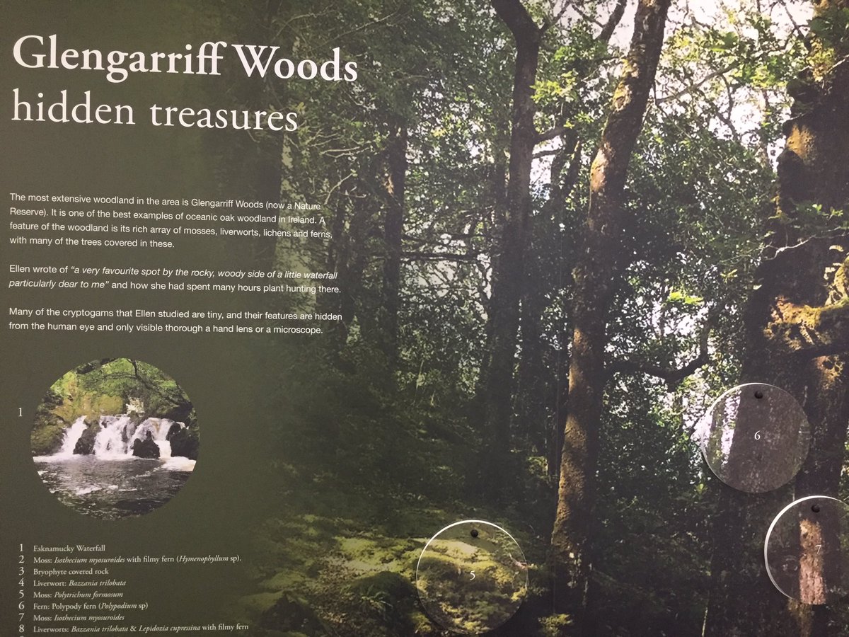 Great exhibition on in @UCCLibrary on the life of #EllenHutchins Ireland’s first female botanist. Well worth checking out. @GlengarriffWood #botany