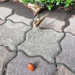 激写!道端のカマキリがどんぐりに威嚇する瞬間!