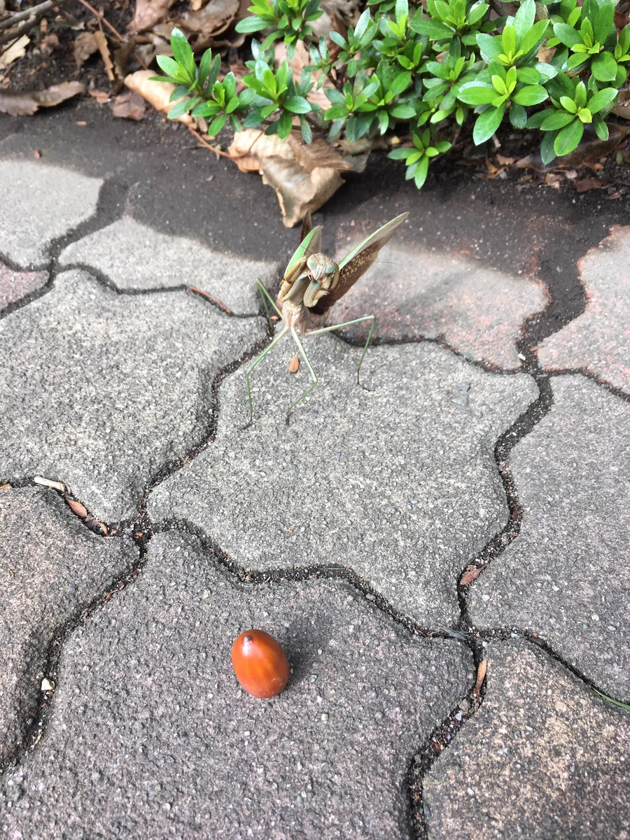 激写！！道端のカマキリがどんぐりに威嚇する瞬間ｗｗｗ