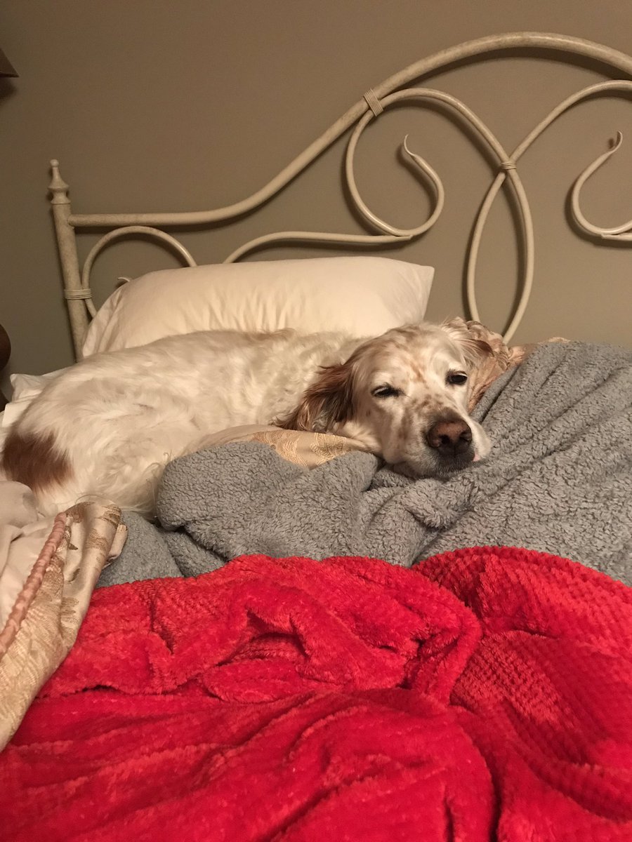 RunDiverCar1888's tweet photo. At 3:40am my running partner was not ready to hit the pavement...🙄
“Five more minutes in bed pleeease” 😴
#manyfacesofchomedey #sleepyhead #runnerproblems #fourleggedpartner https://t.co/iQJcORNOfw