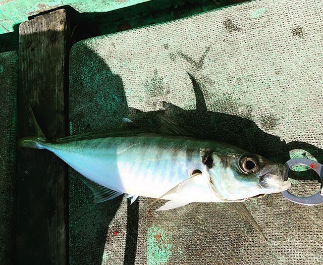 sunagimofishing's tweet photo. 尺越え丸アジちゃん!吹流しハマり中😎
#マルアジ #熱海湾 #amberfish https://t.co/n2t5fzhQ7Y