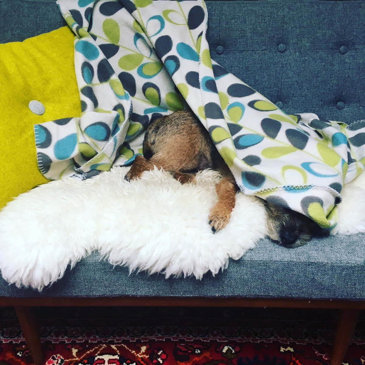 I left him in the hall and headed to my desk - good to see he made himself comfy!!
#borderterrierlove #borderterrier #cosy #comfy #selfemployed #petstowork #workingfromhome