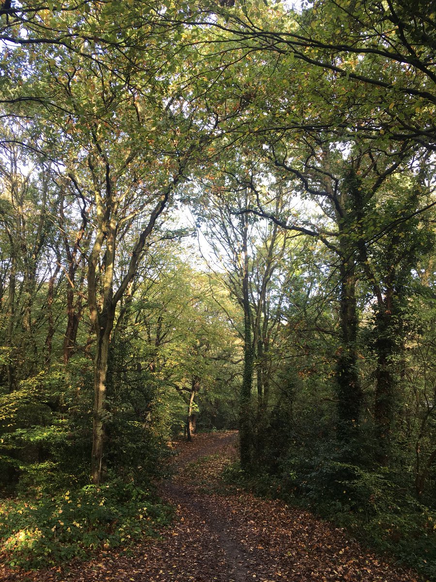 I’m not very good at stopping to take photos on my runs on the morning, but today it seemed rude not to #eppingforest #Highamspark #runningwithdogs #autumn