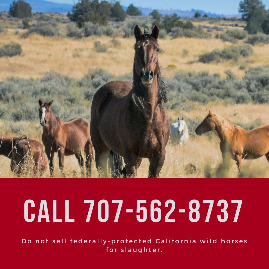 FreeWildHorses tweet picture
