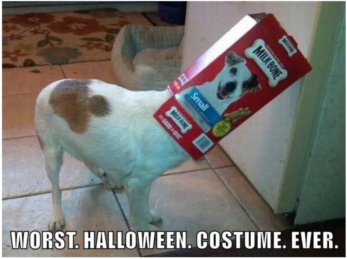 donnatobia's tweet image. Hilarious! @RealJamesWoods #dogcostume #worstever