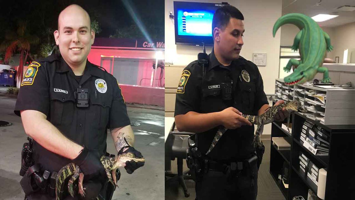 Baby gator wanders inside Miami Gardens gas station bit.ly/2QVqhP4?utm_so… https://t.co/szFjf0tSDR