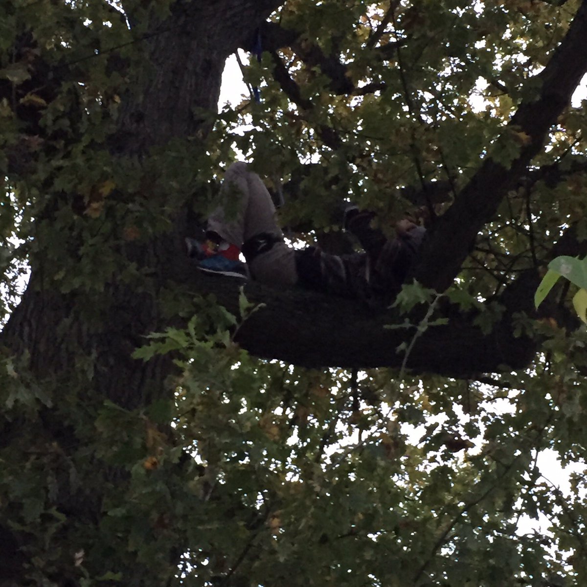 SAVEDORETREES's tweet image. On 16th October, 2017, one year ago, Vernon’s team were preparing to face the felling team expected to arrive at any time. It turned out rather differently. First the vigil on the previous evening, then @sj_unwin meditated from 7.00 and by 7.30 someone was spotted up the tree!