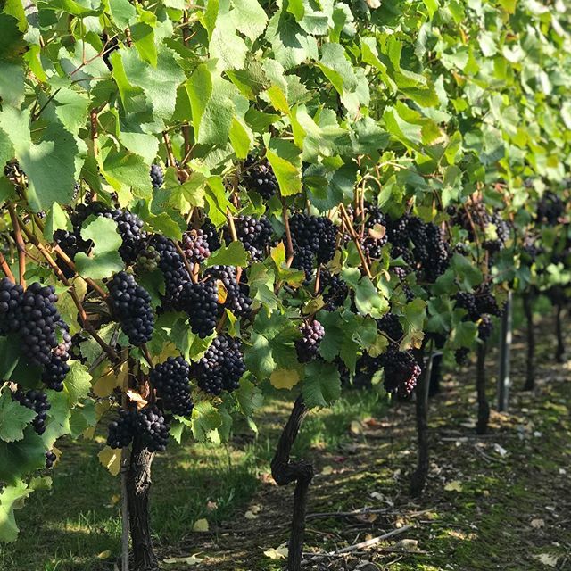 Picking Pinot Noir today. Lovely big bunches 🍇
#harvest #blancdenoirs #grapes #englishfizz #blackgrapes ift.tt/2ysyqnl