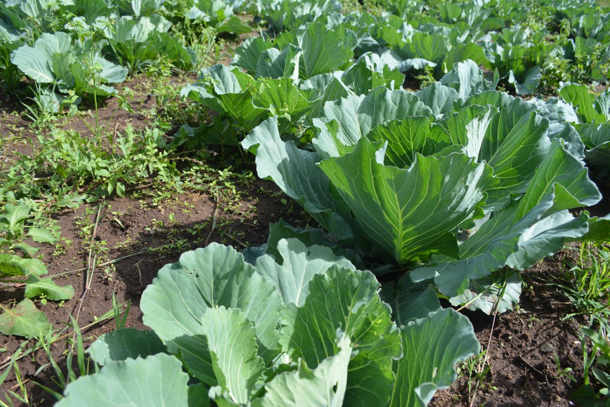 ActionAfricaHI's tweet photo. Students in Narok County, Kenya, are managing school gardens in their own way supporting #ZeroHunger. @FAO #WorldFoodDay https://t.co/axtJCx5xYK